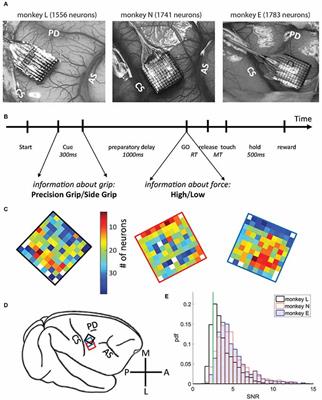 Behavioral Context Determines Network State and Variability Dynamics in Monkey Motor Cortex